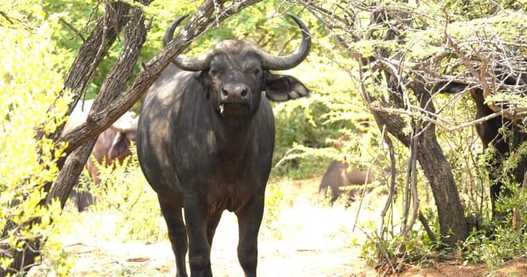 Bushveld scene at Uitvlugt