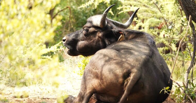 Wedding-ready bushveld setting